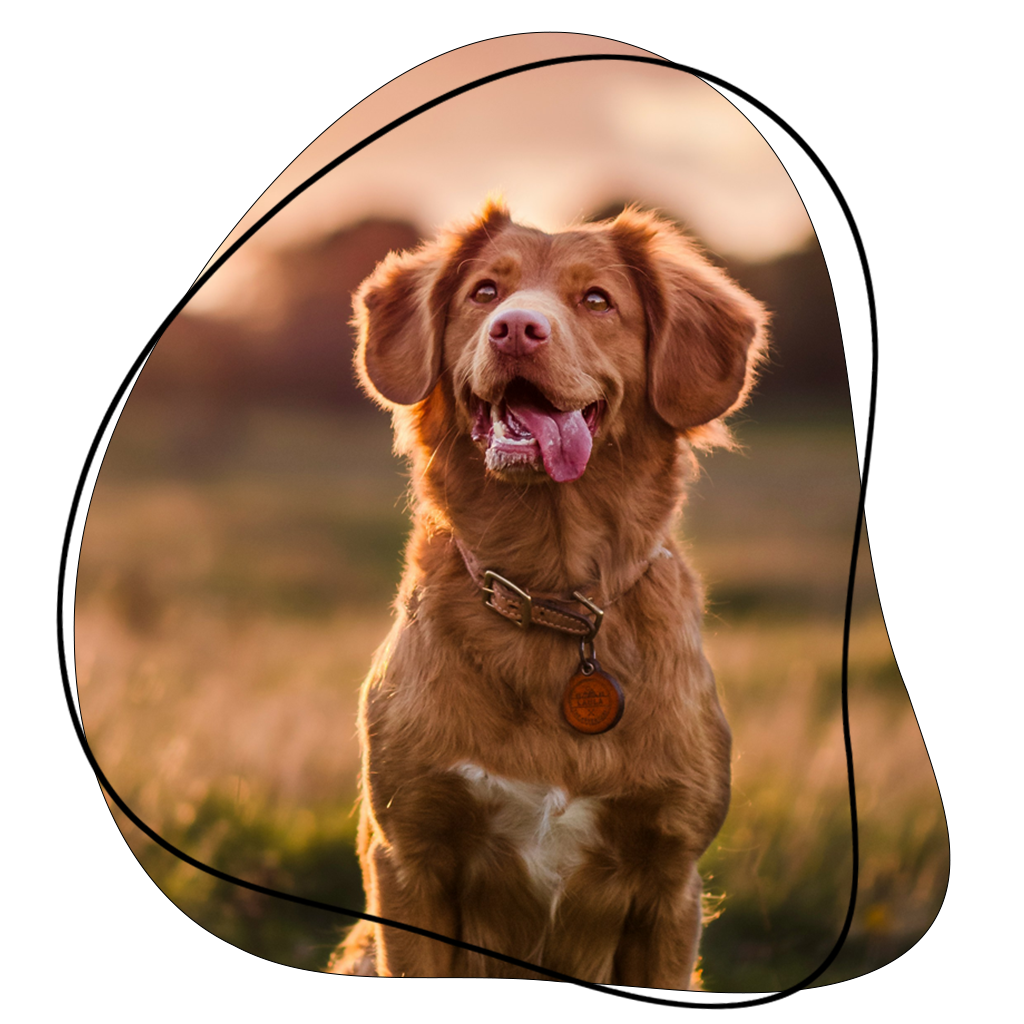 Chien joyeux au pelage fauve chez toutousdoux, assis dans un champ ensoleillé à Castelsarrasin