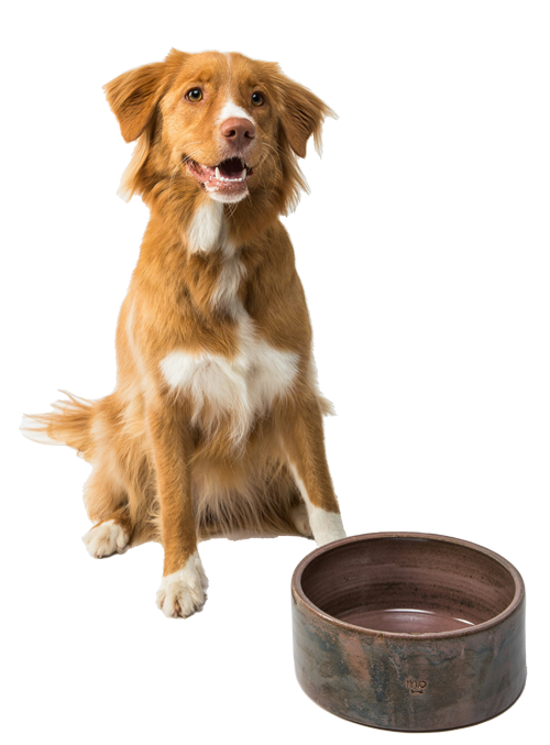 chien marron et blanc assis calmement avec gamelle chez toutousdoux à Castelsarrasin