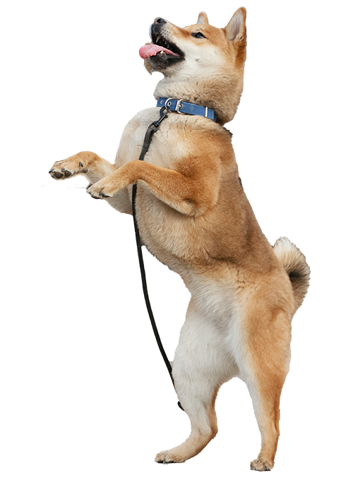 Shiba Inu joueur chez toutousdoux à Castelsarrasin, debout sur ses pattes arrière avec collier bleu et laisse noire