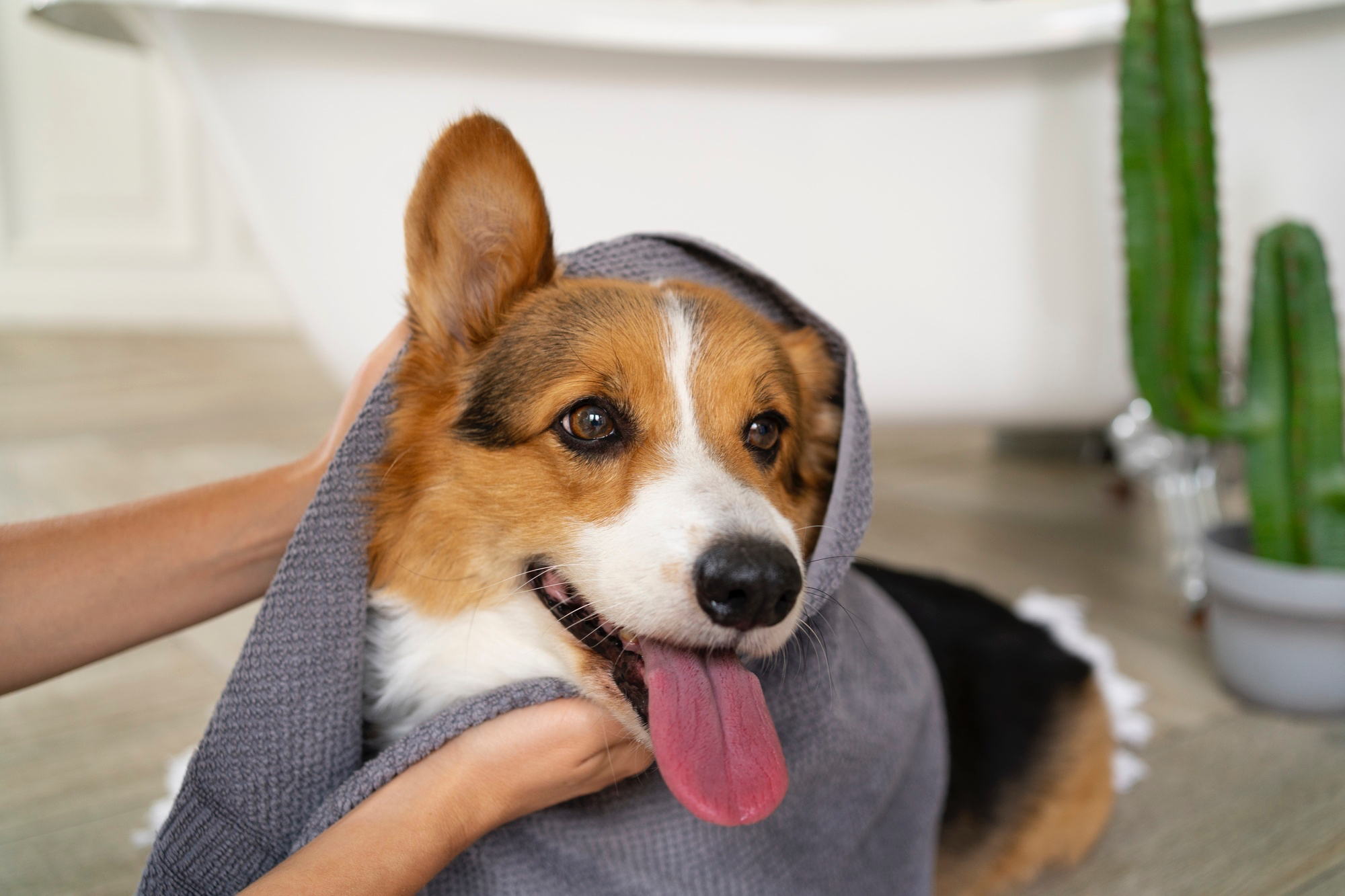 Corgi joyeux après bain chez toutousdoux à Castelsarrasin, entouré d'une serviette grise dans une salle de toilettage