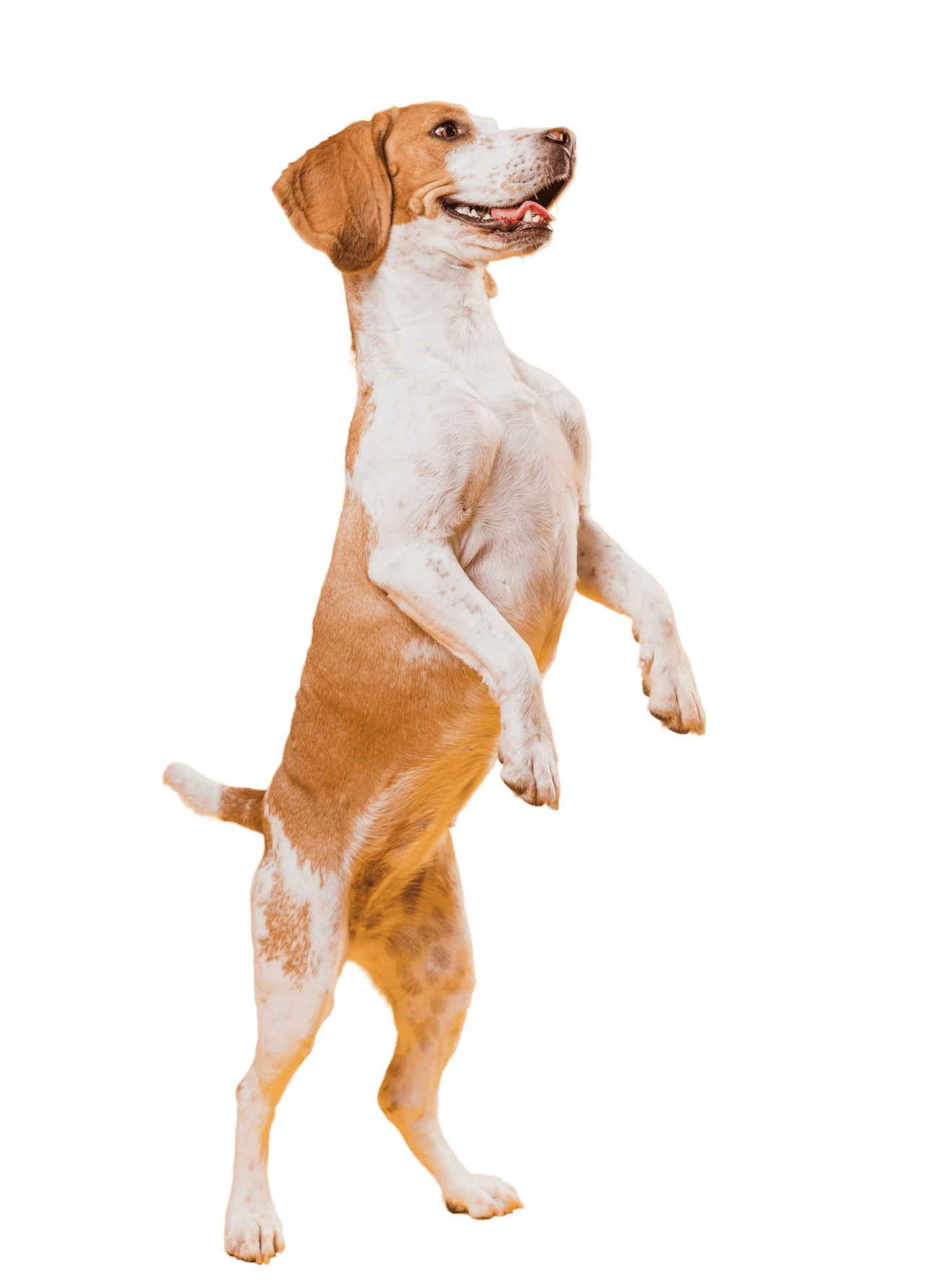 chien joyeux marron et blanc debout, services toutousdoux à Castelsarrasin, fond vert dynamique