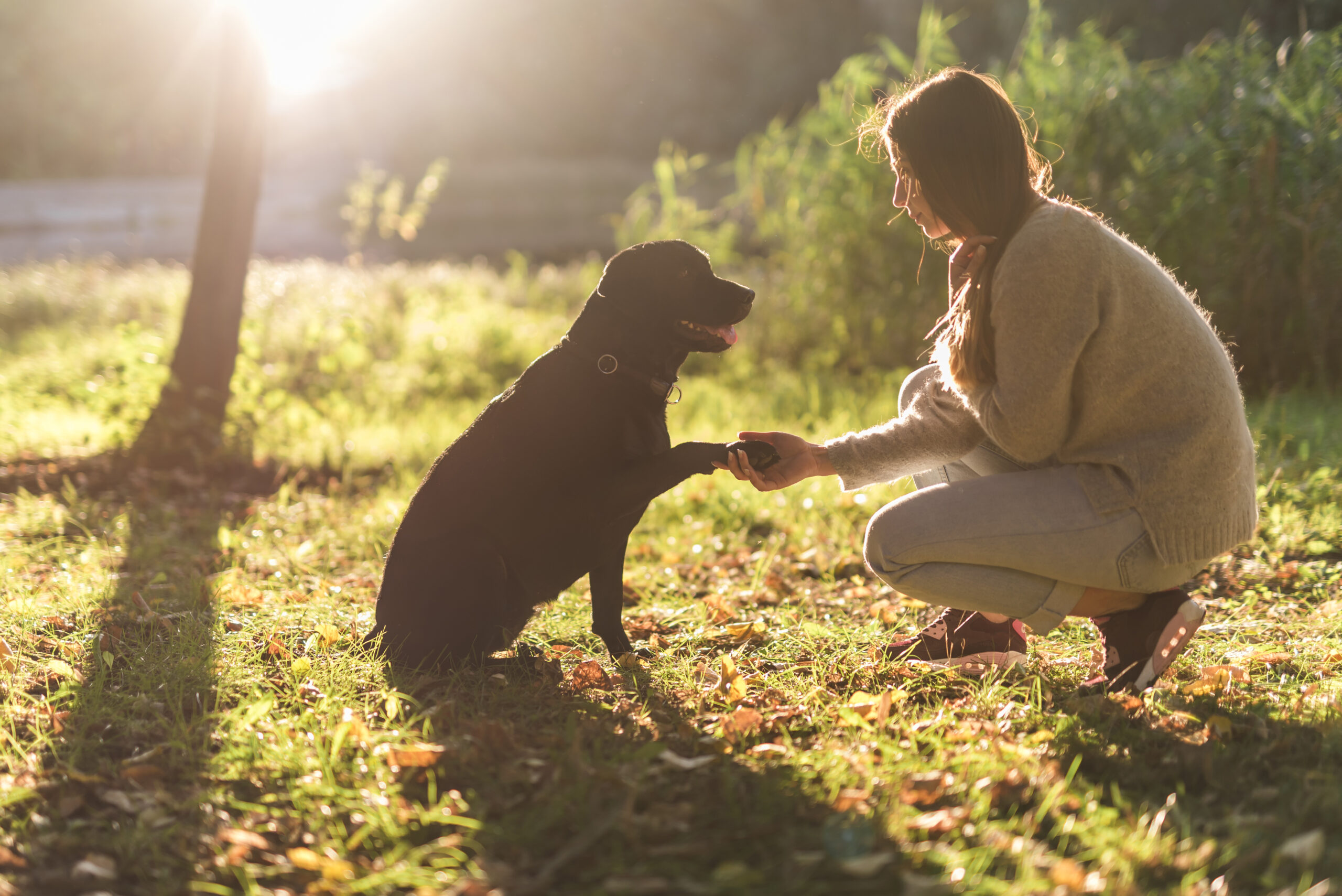 Moment complice entre une femme et son chien pour toutousdoux dans un parc de Castelsarrasin au coucher du soleil