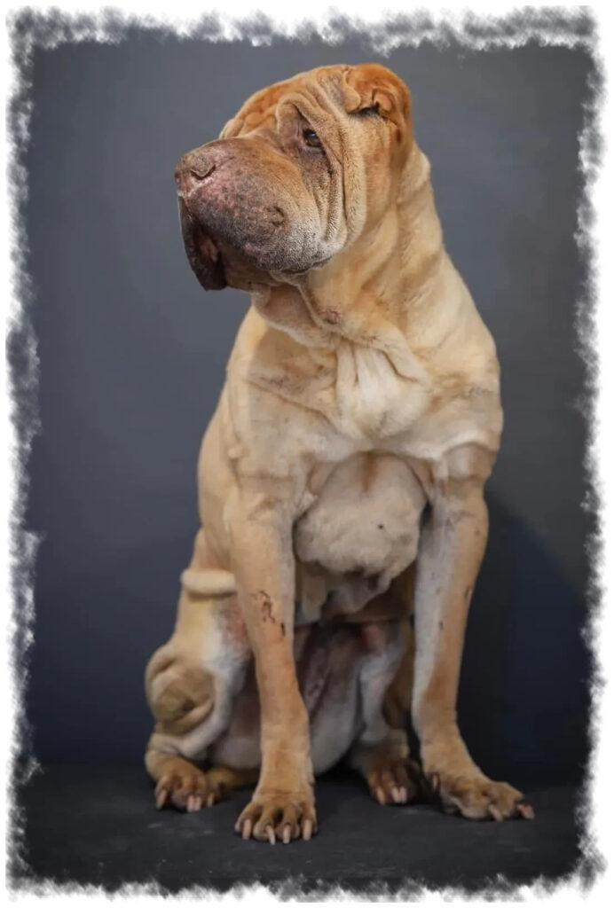 Shar Pei beige de toutousdoux à Castelsarrasin assis sur fond gris, profil calme et peau plissée